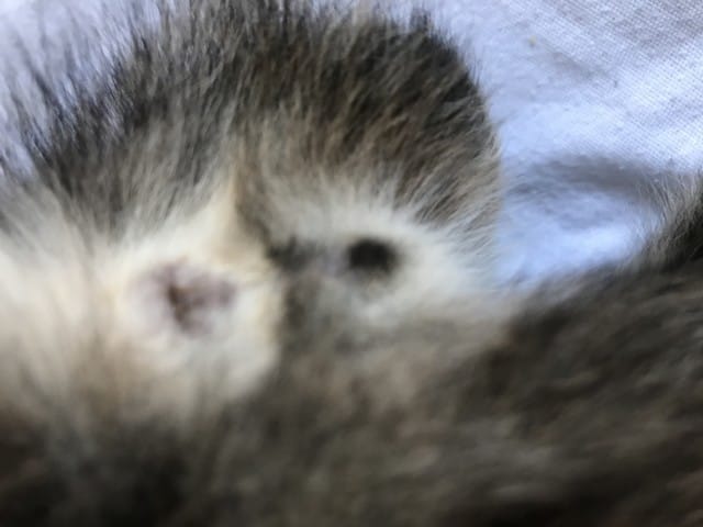 Chaton mâle ou femmelle