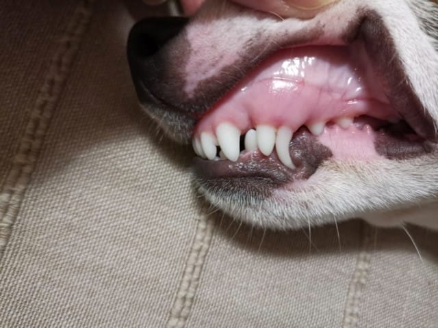 Chiot dents définitive