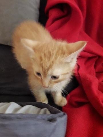 Poils longs ou courts