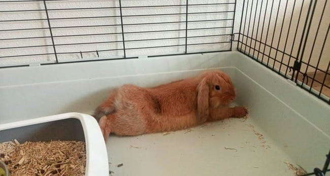 Lapin bélier à tête de lion