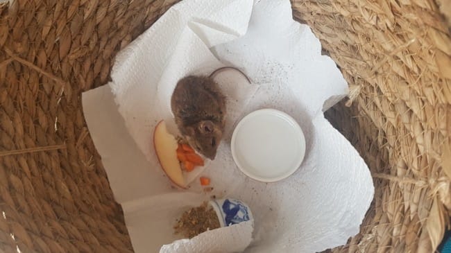 Mon chat a ramené un rongeur vivant