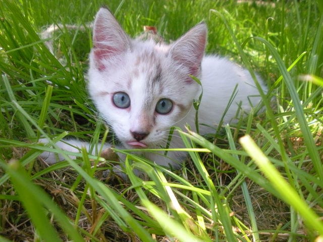 Tire la langue, vos photos