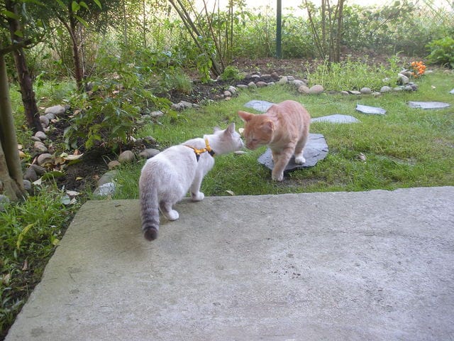 Chaleur à 4 mois? O.o?