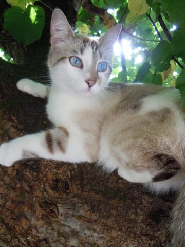 Le cas de ma chatte Lily 