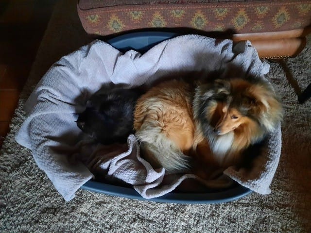 Shetland de 17 mois et chatte de 10 ans : cohabitation possible !