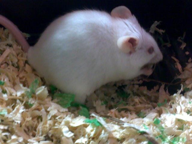 apprivoiser une souris 