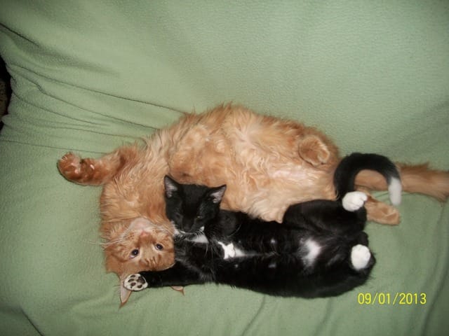 Mon chat est devenu grognon avec son compagnon et nous . Pourquoi ?