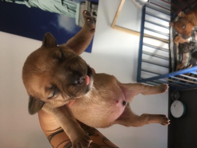 Rocket petit mais costaud :)