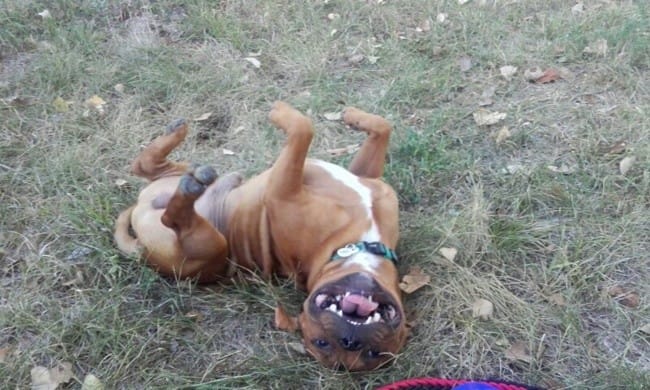 Sac de transport pour chien