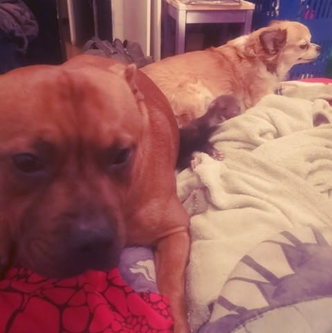 Nuisible ou pas nuisible