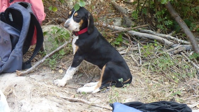 identification race de chien