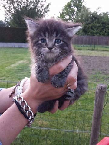 Race chaton