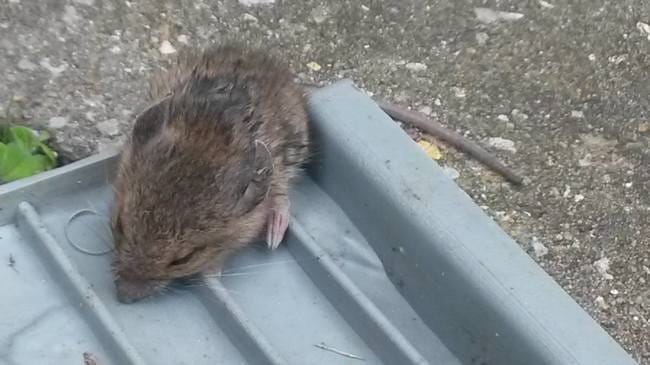Urgent quel rongeur ?