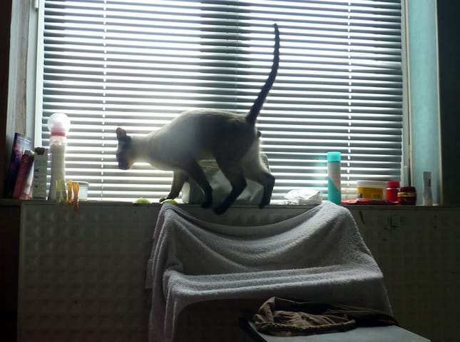 Alternative à l'alimentation pour chat castré ?
