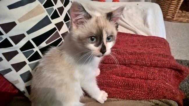 De quel type est mon chaton?