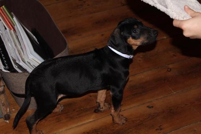 Est ce un rhodesian ridgeback ? 