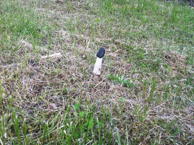 Champignon dangereux ?