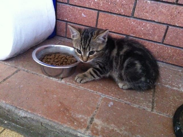 Nouvel arrivant à la maison =)