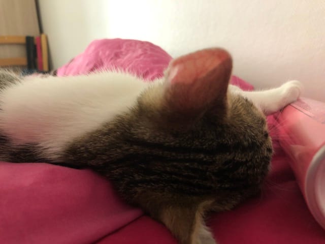 L oreille de mon chaton