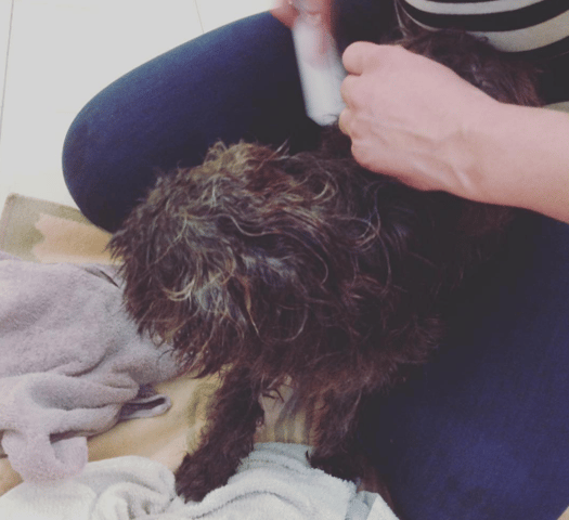 chien trouvé