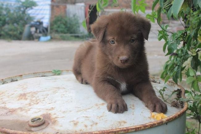 3 giống chó gấu có vẻ mặt và hình dạng giống gấu y đúc