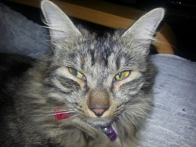 Troisiemes paupieres