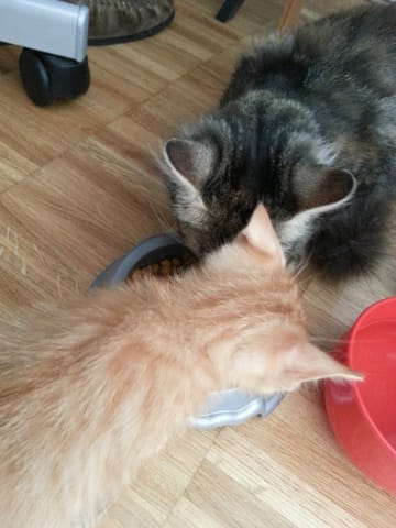 Décidemment Mocca a la poisse :-(