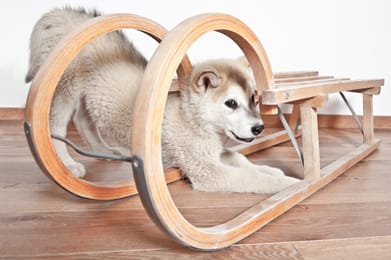 comment faire du traîneau à chien 