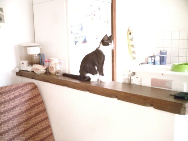 Bétises d'animaux