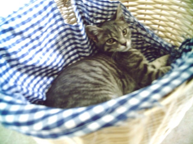 Fifi le chat est mise à l'écart