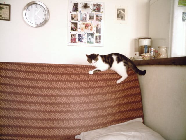 Mon chat fait des attaques nocturnes! 