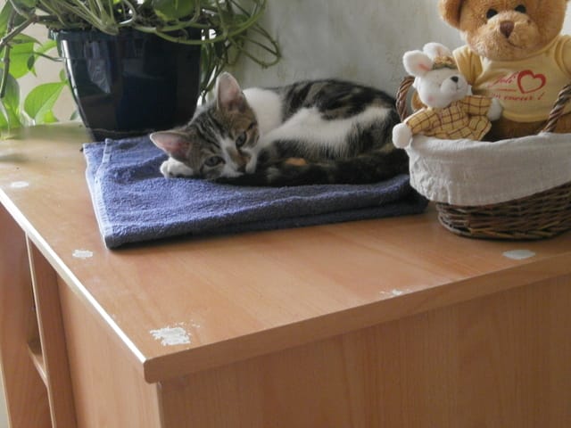 Watson, petit nouveau ^^