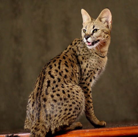 Savannah Cats
