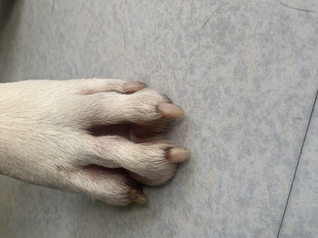 Griffe tordu chien