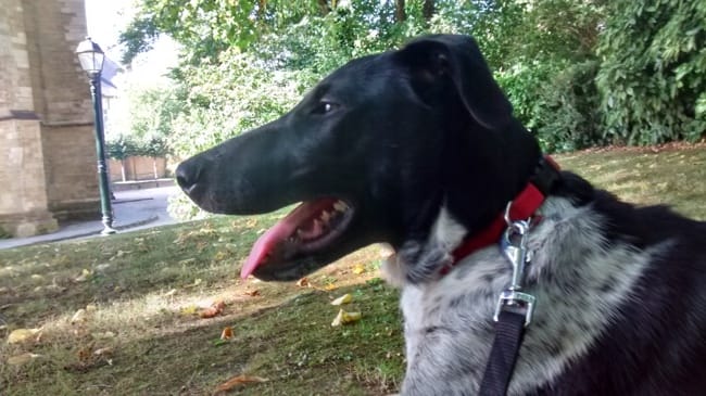 De quel croisement est issu mon adorable bâtard ?