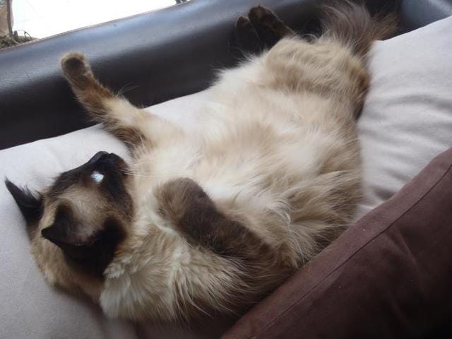 De quelle race est mon chat?