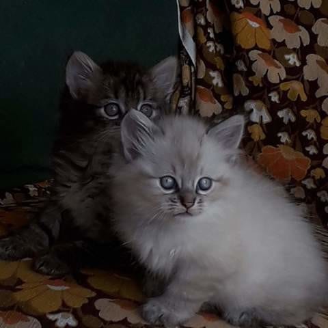quel est vraiment la race de notre chaton