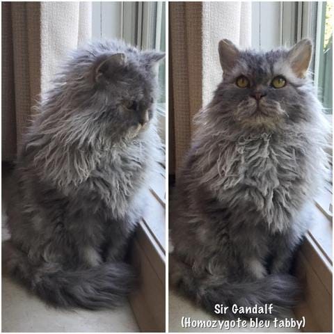 Selkirk Rex -chat mouton