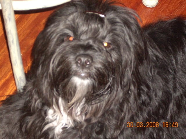 Allergies au piqures de puces