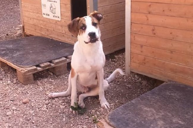 Question sur le chien que je vais adopter