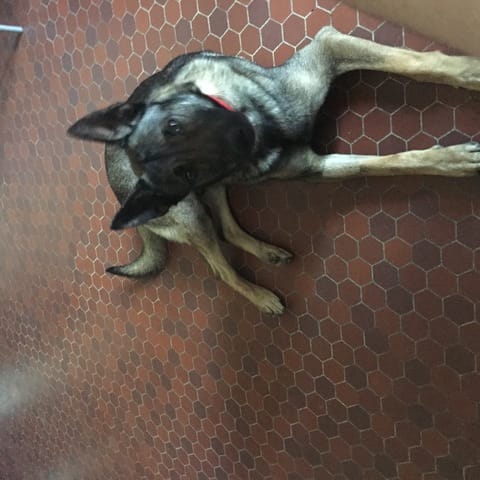 activité pour mon chien
