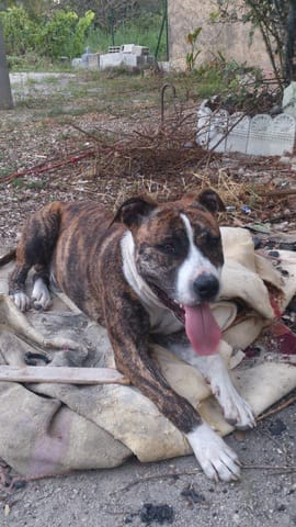 Qui contacter pour être sur de donner son chien à la bonne personne?