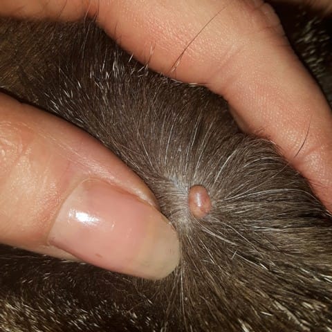 Excroissance sur le dos de mon chat