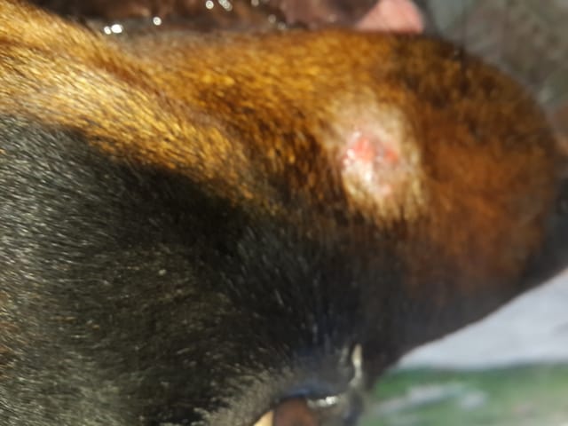 Qu'est-ce que ça peut être? !!