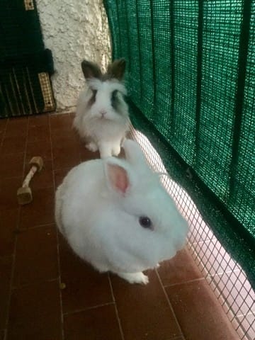 Cherche nouvelle famille pour 2 lapins nains habitués à vivre en extérieur