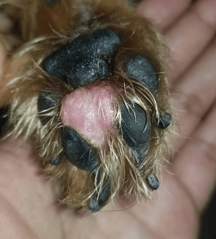 gonflement de patte étrange