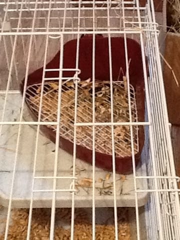 j'ai besoin d'aide pour apprendre a mon lapin a aller dans sa litière