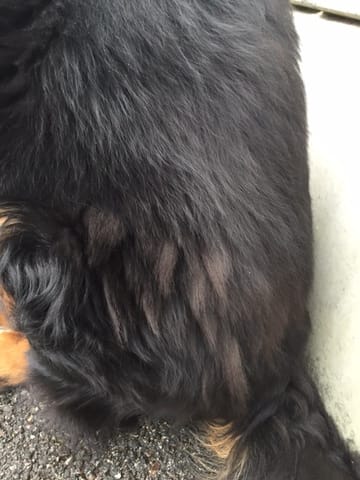 Mon chien perd beaucoup de poils