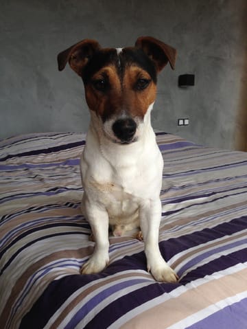 TROUBLE D'ANXIÉTÉ------ABSENCE DU MAITRE