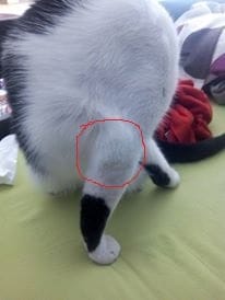 Patte gonfler boule ?